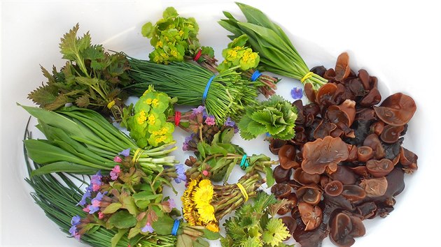 Jidášovo ucho (houby úplně vpravo), šnytlík, medvědí česnek, mladé kopřivy, plicník a další bylinky na čaje i do kuchyně můžete právě na jaře přinést z lesa. 