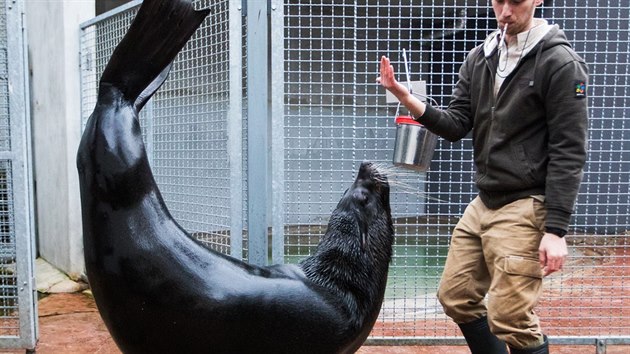 Zoo Praha nabz nov zitkov program s lachtany. Soust je krmen, hlazen, vysvtlen zklad vcviku i vstup do zzem (22.3.2017).