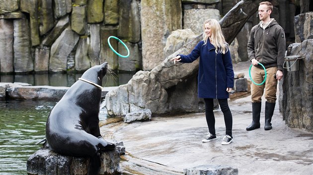 Zoo Praha nabízí nový zážitkový program s lachtany. Součástí je krmení, hlazení, vysvětlení základů výcviku či vstup do zázemí (22.3.2017).