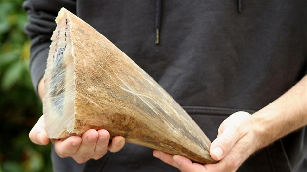 Detail rohu, který ošetřovatelé odřízli samci nosorožce bílého jižního Pamirovi.
