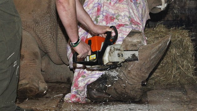 Ošetřovatel v ZOO Dvůr Králové odstraňuje roh  samci nosorožce bílého jižního Pamirovi.