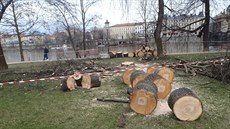 Podle radnice Prahy 1 kácení p�edcházelo posouzení soudním znalcem, který u...
