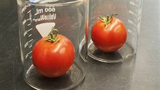 Výzkum rajčat v laboratoři