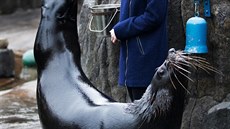 Zoo Praha nabízí nový záitkový program s lachtany. Souástí je krmení,...