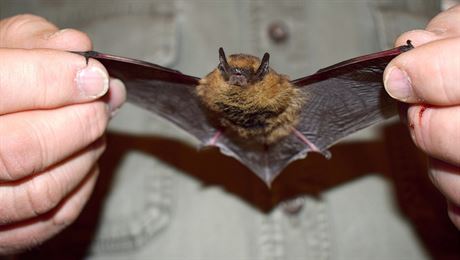 Jeden z desítek netopýr, které se zoologovi Jiímu afáovi letos podailo...