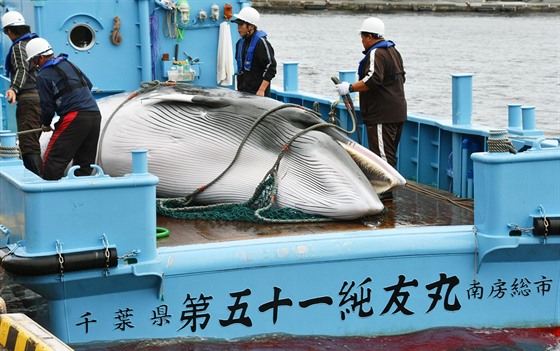 Plejtvák malý ulovený japonskými rybáři údajně pro vědecké účely (5. září 2016)