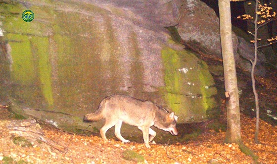 Vlk, kterého zachytila fotopast na polské straně Krkonoš.