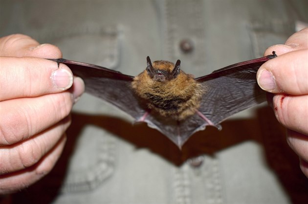 Jeden z desítek netopýr, které se zoologovi Jiímu afáovi letos podailo...