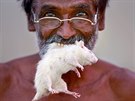 KRYSA V PUSE. Farm ze sttu Tamilndu v jihovchodn Indii pzuje s krysou v...