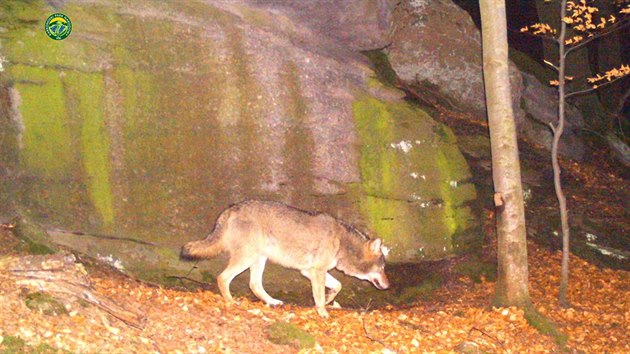 Vlk, kterého zachytila fotopast na polské straně Krkonoš.