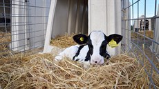Mléná farma v Chaldon Herring na jihu Anglie, ve které byly dosplé krávy...