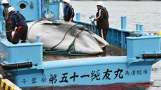 Plejtvák malý ulovený japonskými rybái údajn pro vdecké úely (5. záí 2016)
