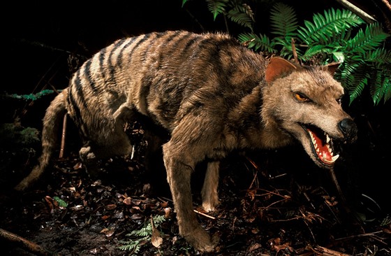 Tasmánský tygr (Thylacinus cynocephalus) - vycpaný exemplář