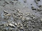 Úhyn desítek metrák ryb eí rybái v Ivanovicích na Hané. Píinu urí a...