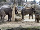 sloni v Zoo Praha