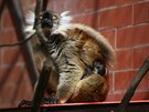 Lemur tmavý, Zoo Brno