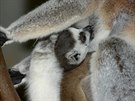 Lemur kata, Zoo Olomouc