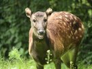 Sambra skvrnitý, Zoo Liberec