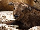 Takinové íntí, Zoo Liberec