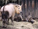 Takinové íntí, Zoo Liberec