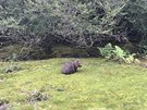 2 Cradle Mountain Run: Wombat