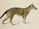 Tasmánský tygr (Thylacinus cynocephalus) byl nejvtí známý vanatec. V roce...