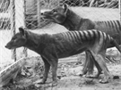 Tasmántí tygi v australské zoologické zahrad (nkdy ped rokem 1921)