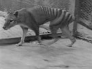 Archivní videa zachycující tasmánského tygra