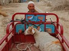 Ujgurský mu peváí ovci do meity nedaleko msta Chotan v autonomní oblasti...