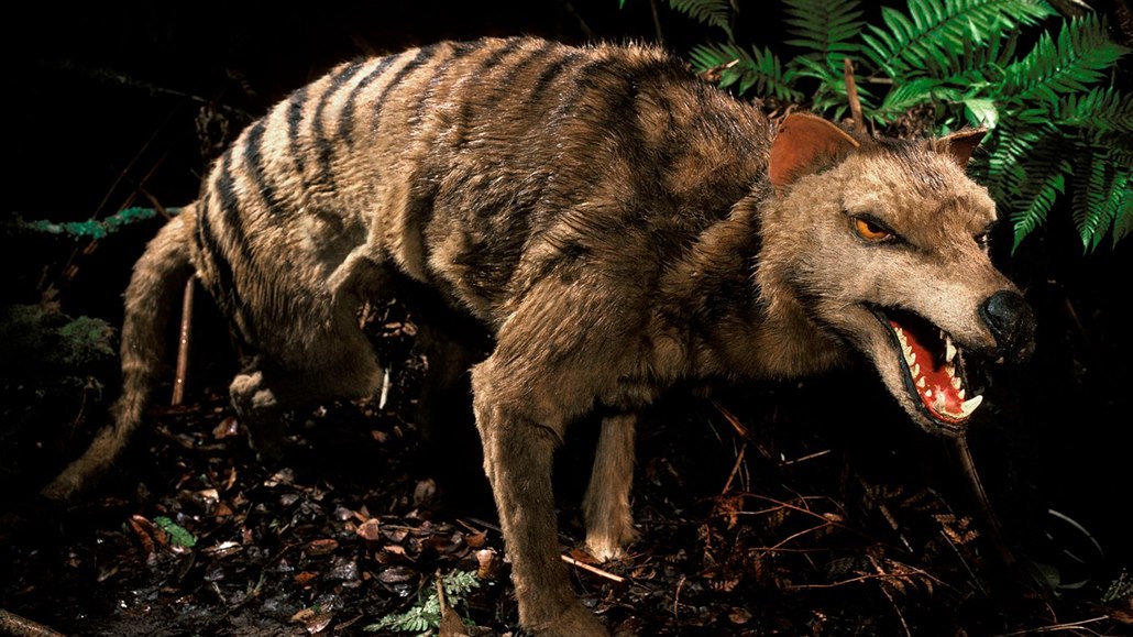 Tasmánský tygr (Thylacinus cynocephalus) - vycpaný exemplá�