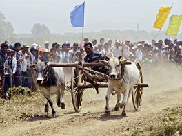 POVOZ S VOLY. Mu jede v rámci soute na vozíku taenými voly na okraji...