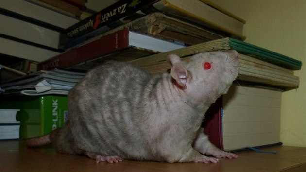 Potkan s kudrnatou srstí - tato varianta srsti se nazývá dvojitý rex.