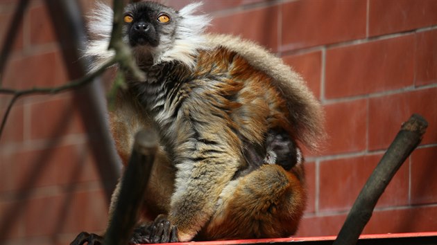 Lemur tmav, Zoo Brno