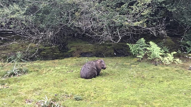 2 Cradle Mountain Run: Wombat