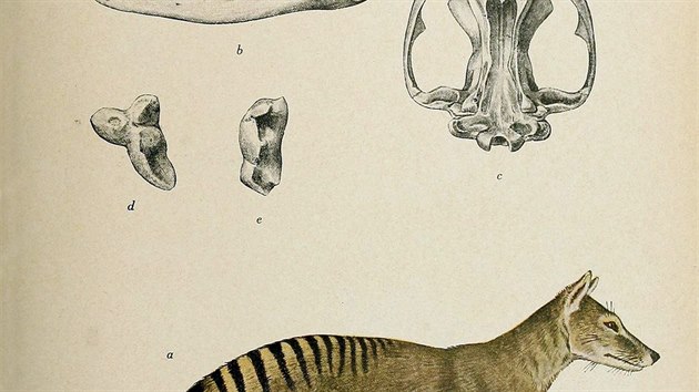 Tasmnsk tygr (Thylacinus cynocephalus) byl nejvt znm vanatec. V roce 1936 zemel posledn znm jedinec tohoto druhu. Za vyhynutho je oficiln povaovn od roku 1982.