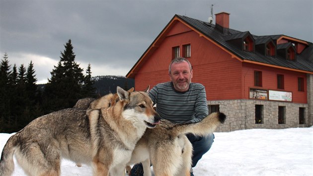Petr Kořínek je od loňského léta vedoucím na Richterových boudách. Jeho psi plemene československý vlčák nezapřou vlčí původ.