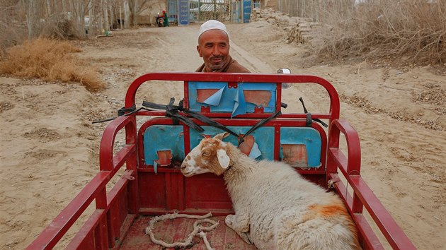 Ujgurský muž převáží ovci do mešity nedaleko města Chotan v autonomní oblasti Sin-ťiang. (22. března 2017)