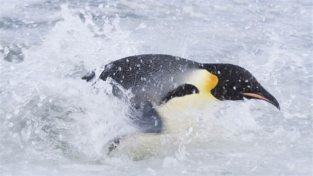 Záběr z filmu Putování tučňáků: Volání oceánu