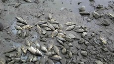 Úhyn desítek metráků ryb řeší rybáři v Ivanovicích na Hané. Příčinu určí až...