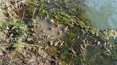 Žáby bezpečně vypuštěné do rybníka.