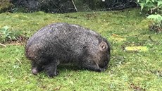 3 Cradle Mountain Run: Wombat