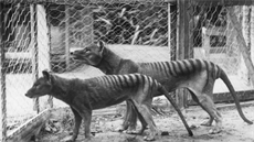 Tasmántí tygi v australské zoologické zahrad (nkdy ped rokem 1921)