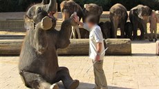 Týrání a drezura slat v Hannoverské zoo