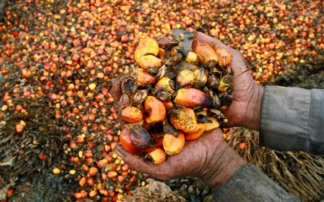 Další potravinová rána pro svět, olejovou krizi nečekaně zhorší i Indonésie