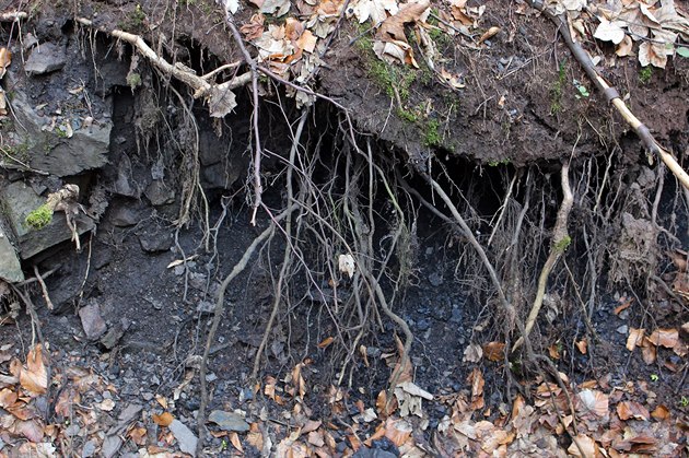 Zpod koen strom a v místech, kde je povrch obnaený, vystupuje zvtralé uhlí.