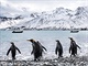 Tučňáci kráčí po pláži ostrova Jižní Georgie, který je spolu Jižními...