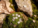 Zhruba 70 stíbrných mincí nael v Moravském krasu amatérský zájemce o...