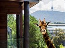 Jamala Wildlife Lodge v ZOO Canberra