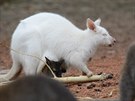 Mezi klokanmi mlaty ve zlnsk zoo jsou i albni