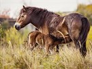 Sgurr - matka prvního híbte divokých koní narozeného u nás - uhynula 11:...